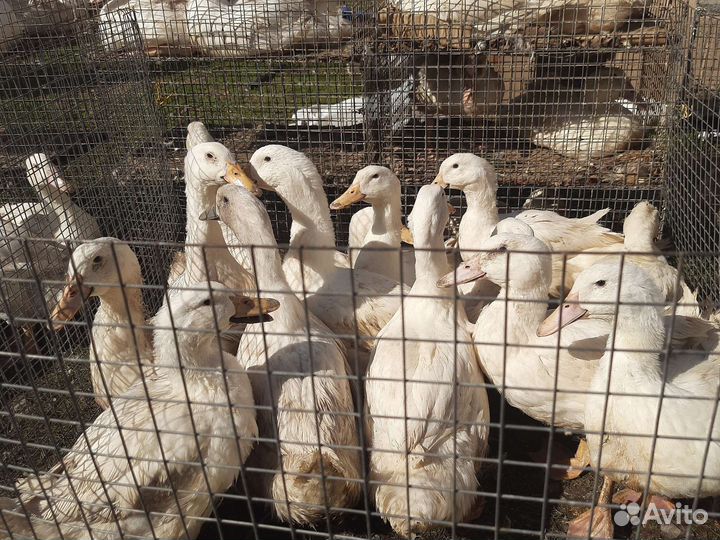 Куры несушки доминант,бройлер, индюки