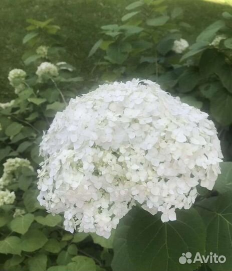 Гортензия кустовая
