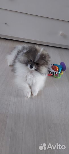 Немецкий шпиц