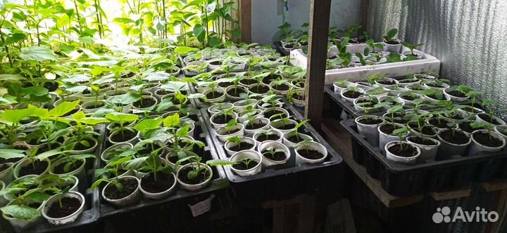 Рассада огурцов