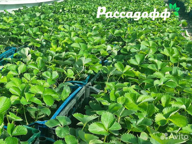 Рассада клубники. Оптом