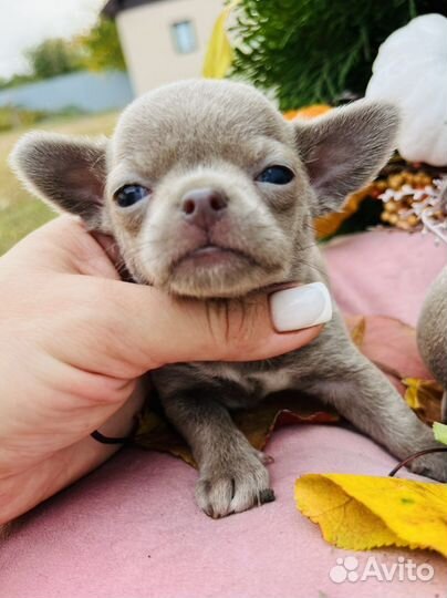 Чихуахуа мини