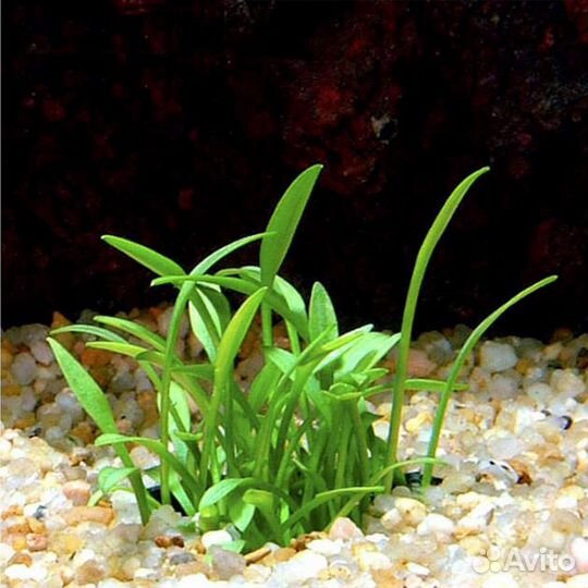 Аквариумные растения