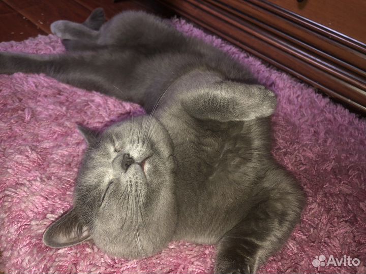 Британский кот вязка