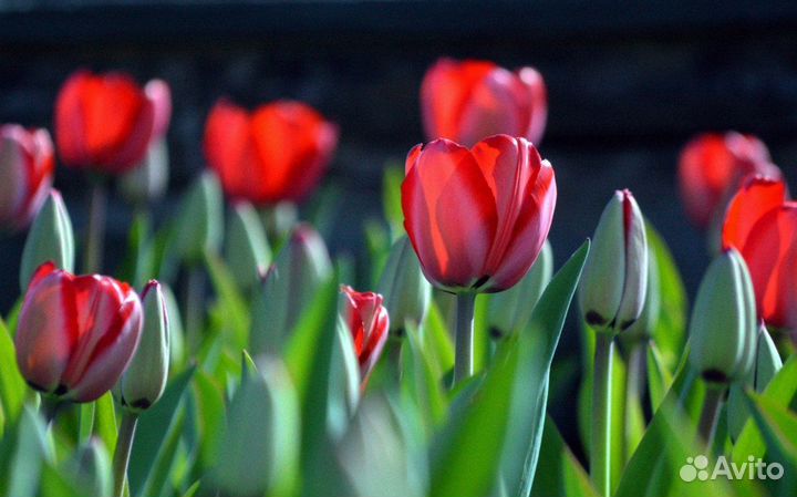 Тюльпаны оптом от производителя
