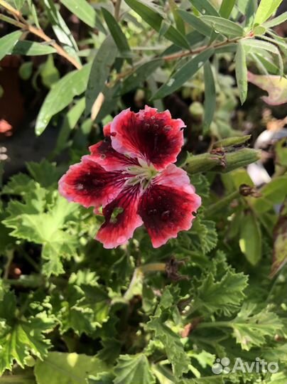 Герань королевская