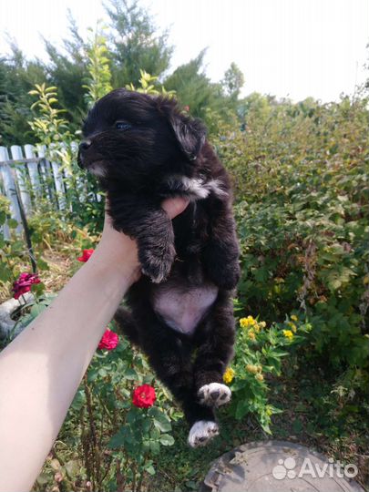 Щенки в добрые руки