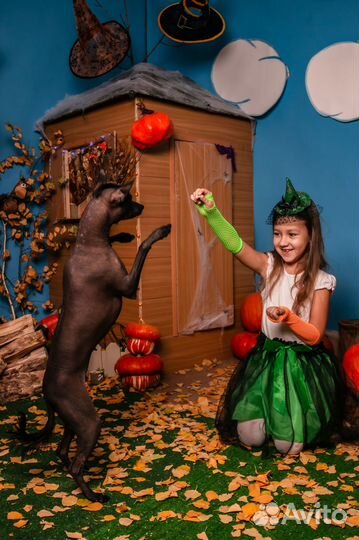 Щенок мексиканской голой ксолоитцкуинтли. Ксоло