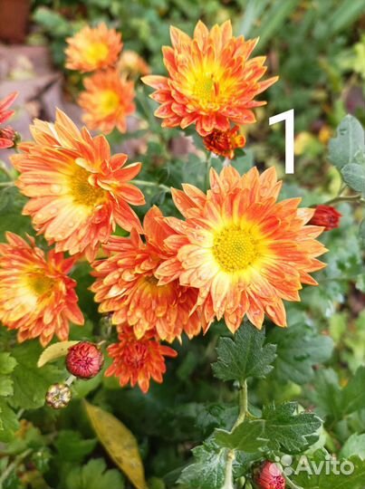 Хризантема