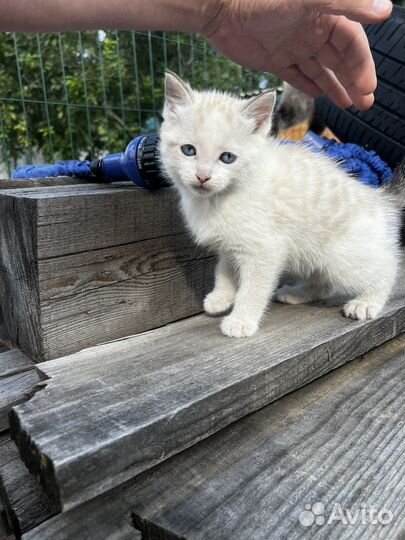 Котенок белый