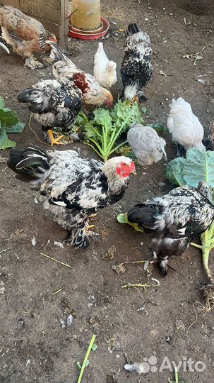 Петух Рэд Бро, Брама и мясо