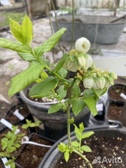 Саженцы голубики