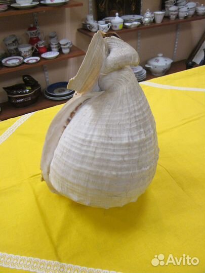 Большая ракушка раковина 30*20