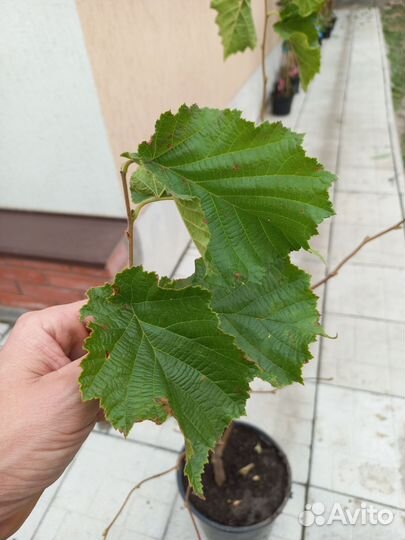 Фундук в зкс