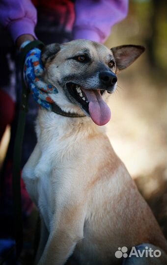 Милая Манечка