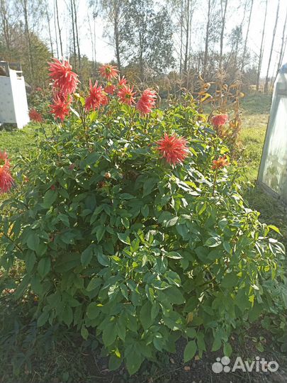 Георгин игольчатый