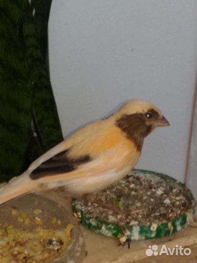 Канарейки и кенары, март 2023