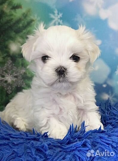 Кукольные мальчики