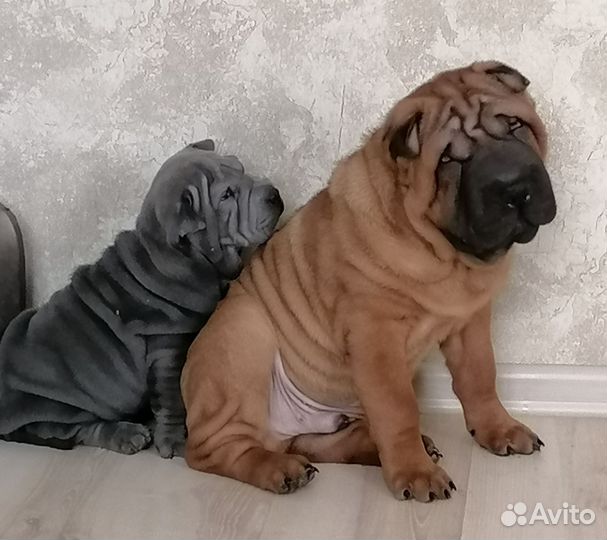 Шарпей