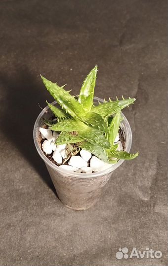 Алоэ Чешуйчатое