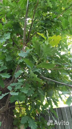 Дубовые веники