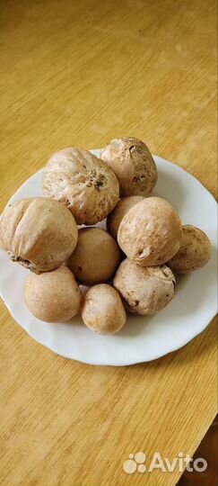 Гриб весёлка доставка