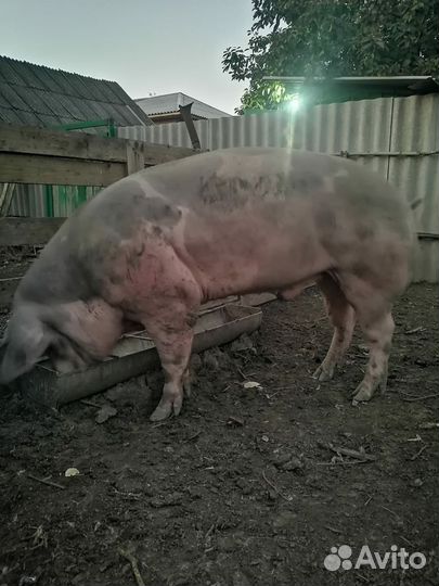 Хряк на племя