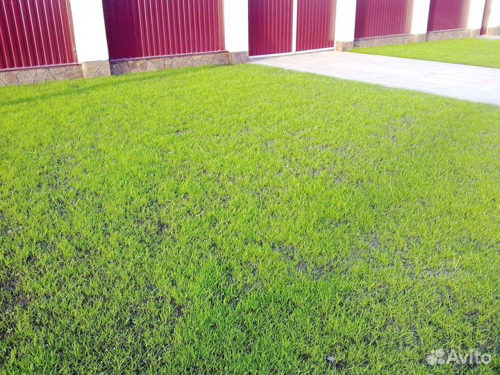 Посевной газон, посев газона