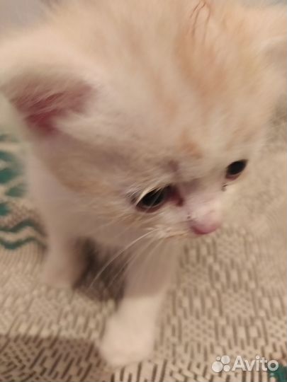 Котята отдам бесплатно