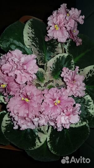 Фиалка сорт.Ness