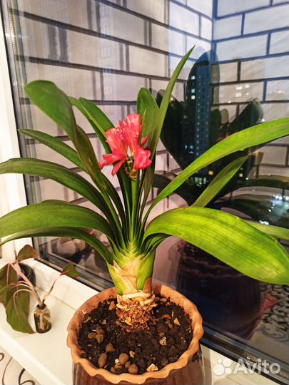 Комнатные цветы