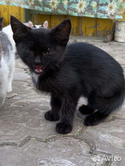 Котята в добрые руки