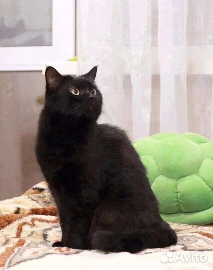 Шурик ищет дом