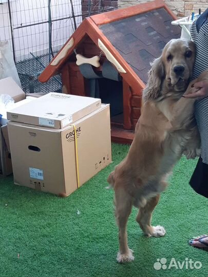 Американский кокер спаниель вязка