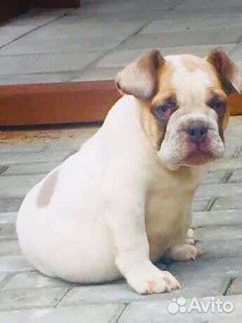 Французский бульдог