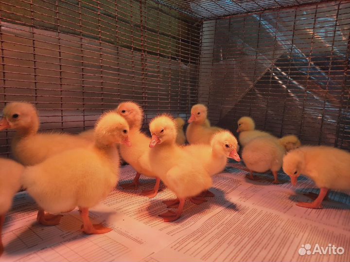 Продаются гусята