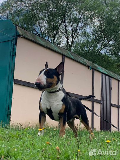 Бультерьер вязка