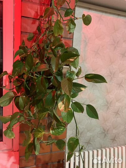 Комнатные растения