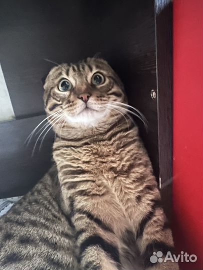 Шотландский котик вязка