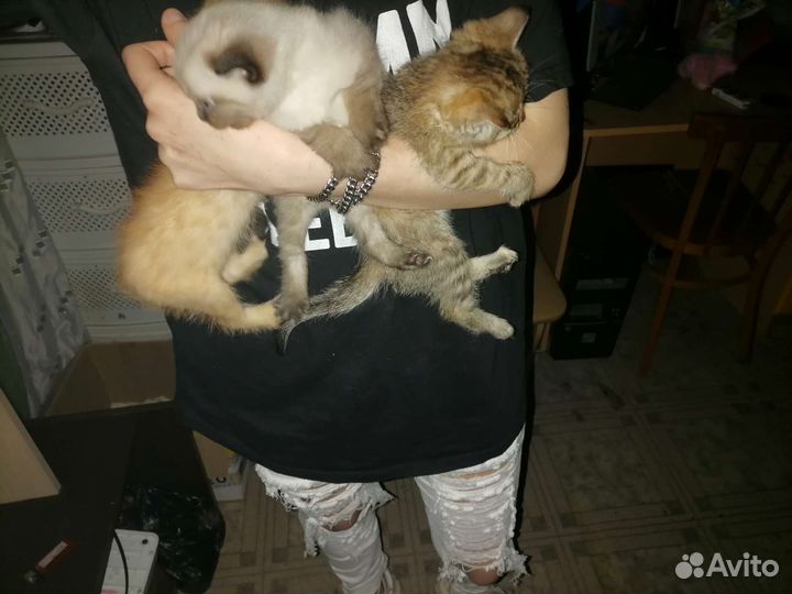 Котята в добрые руки