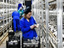 Разнорабочие в грибной комплекс 1700