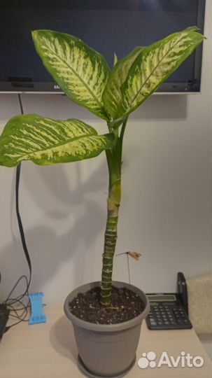 Диффенбахия