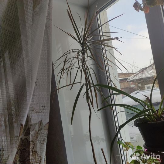 Комнатные растения