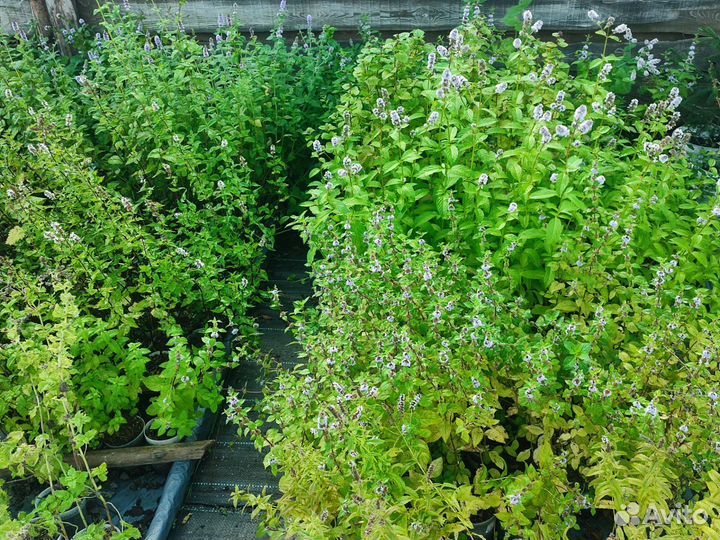 Мята сортовая, Партеноциссус (виноград девечий)