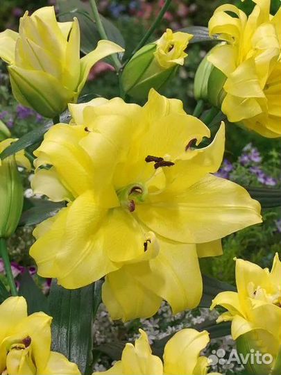 Луковицы лилий оптом. Голландия