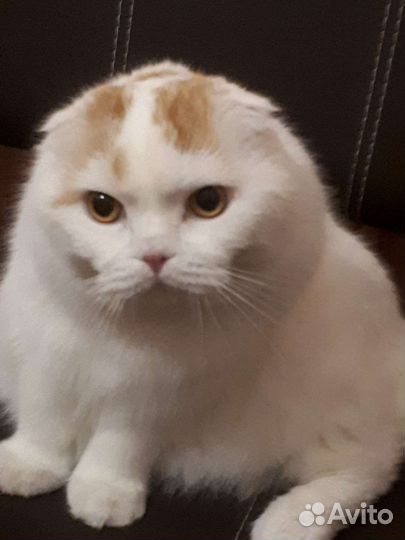 Шотландский вислоухий кот