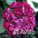 Пеларгония Monseruds Rosen