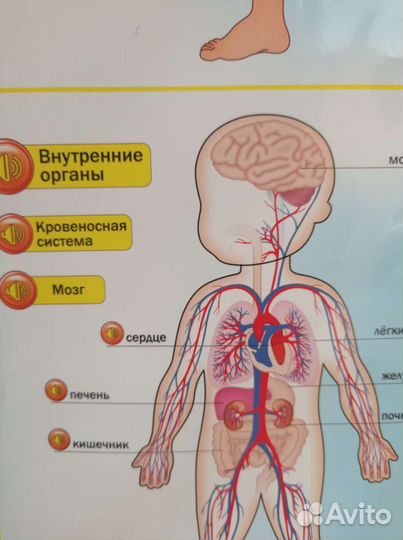 Говорящая анатомия - электронный плакат