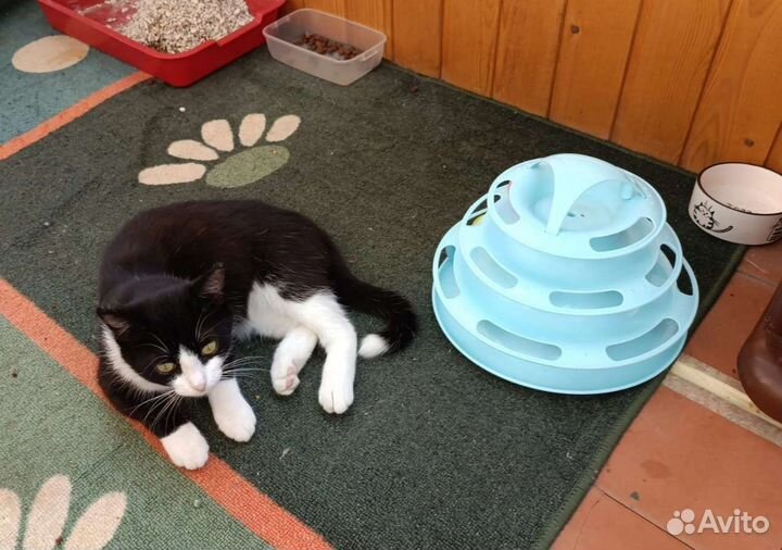 Кошечка подросток ищет дом