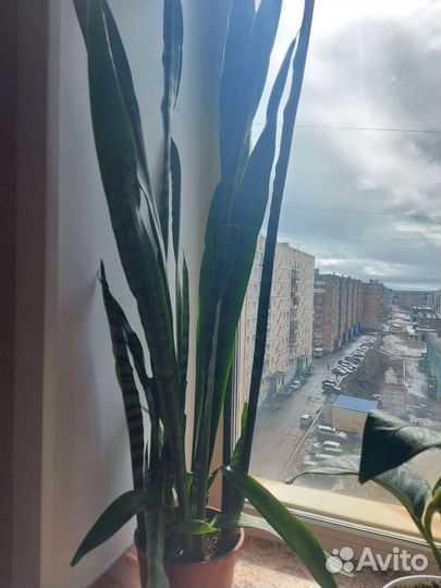 Сансевиерия